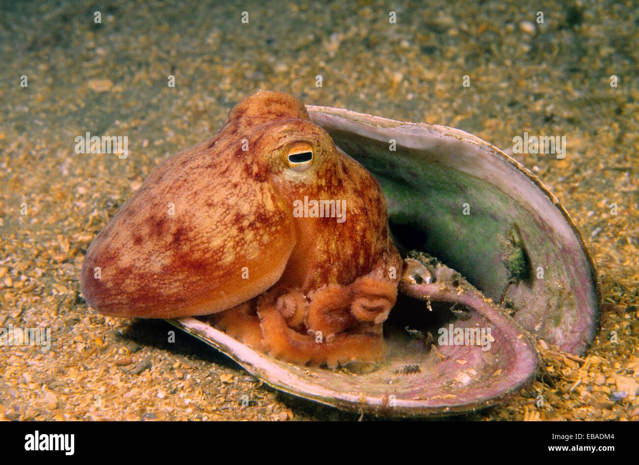 Lesser Octopus Hi Res Stock Photography And Images Alamy