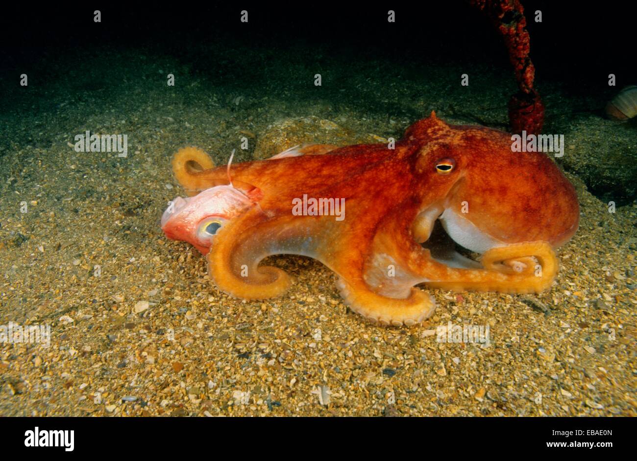 Lesser Octopus Hi Res Stock Photography And Images Alamy