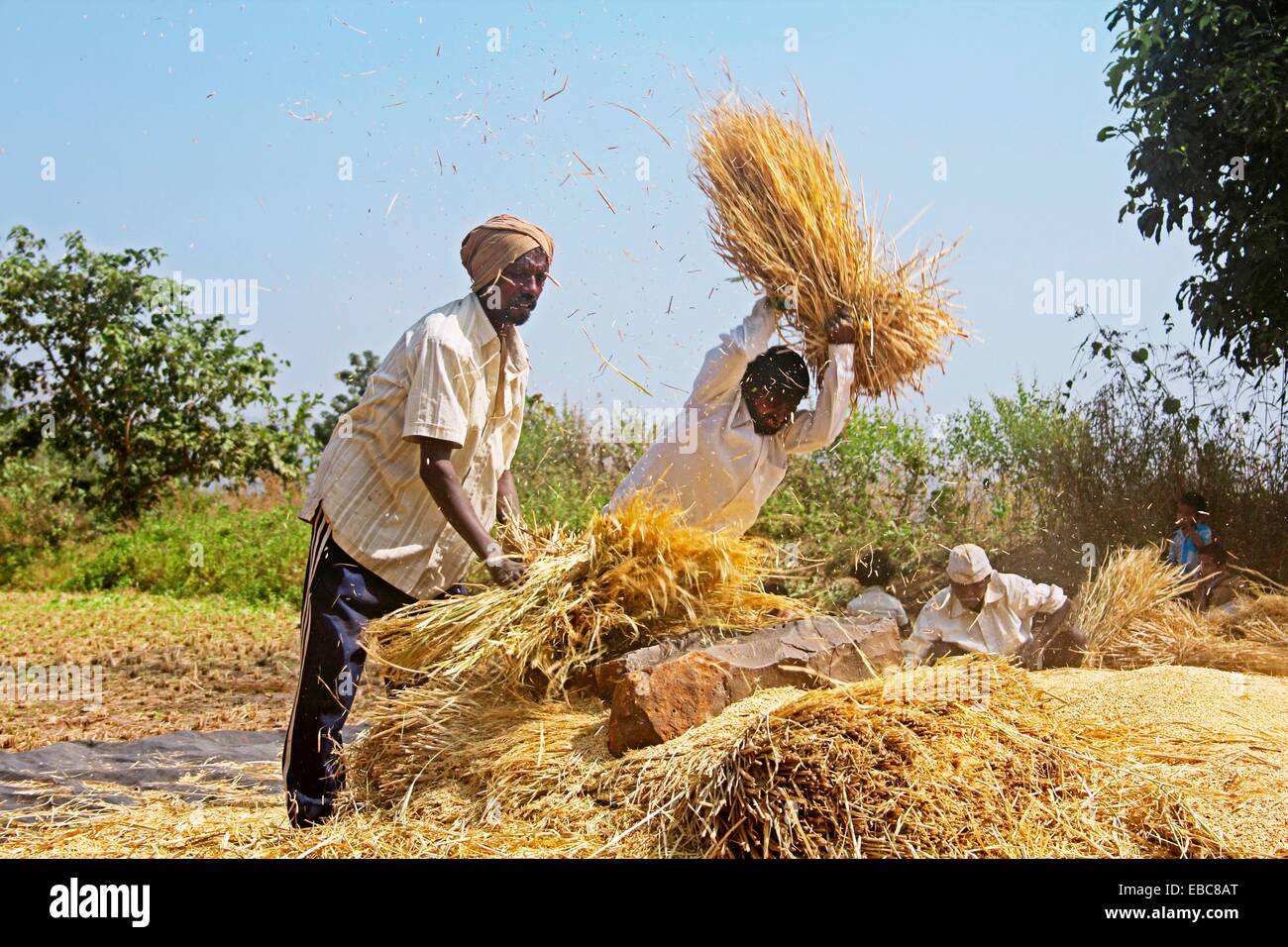 Harvesting paddy,Paddy Processing after Taken from Field, Threshing