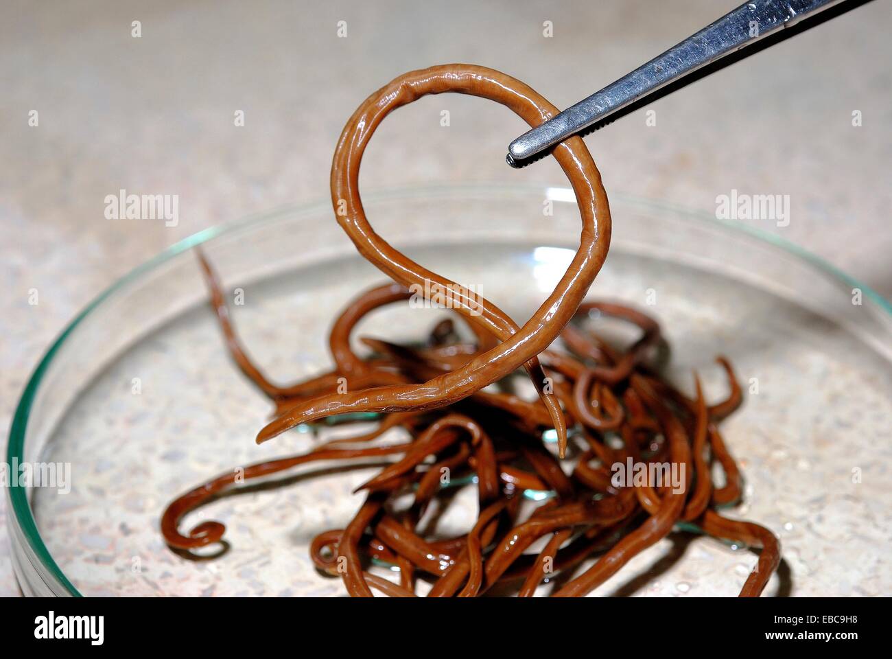 Of worms pictures in dogs Of worms pictures in dogs