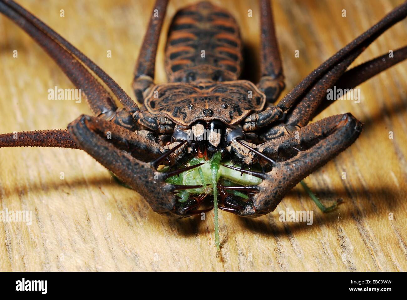 12++ Do spiders eat butterflies