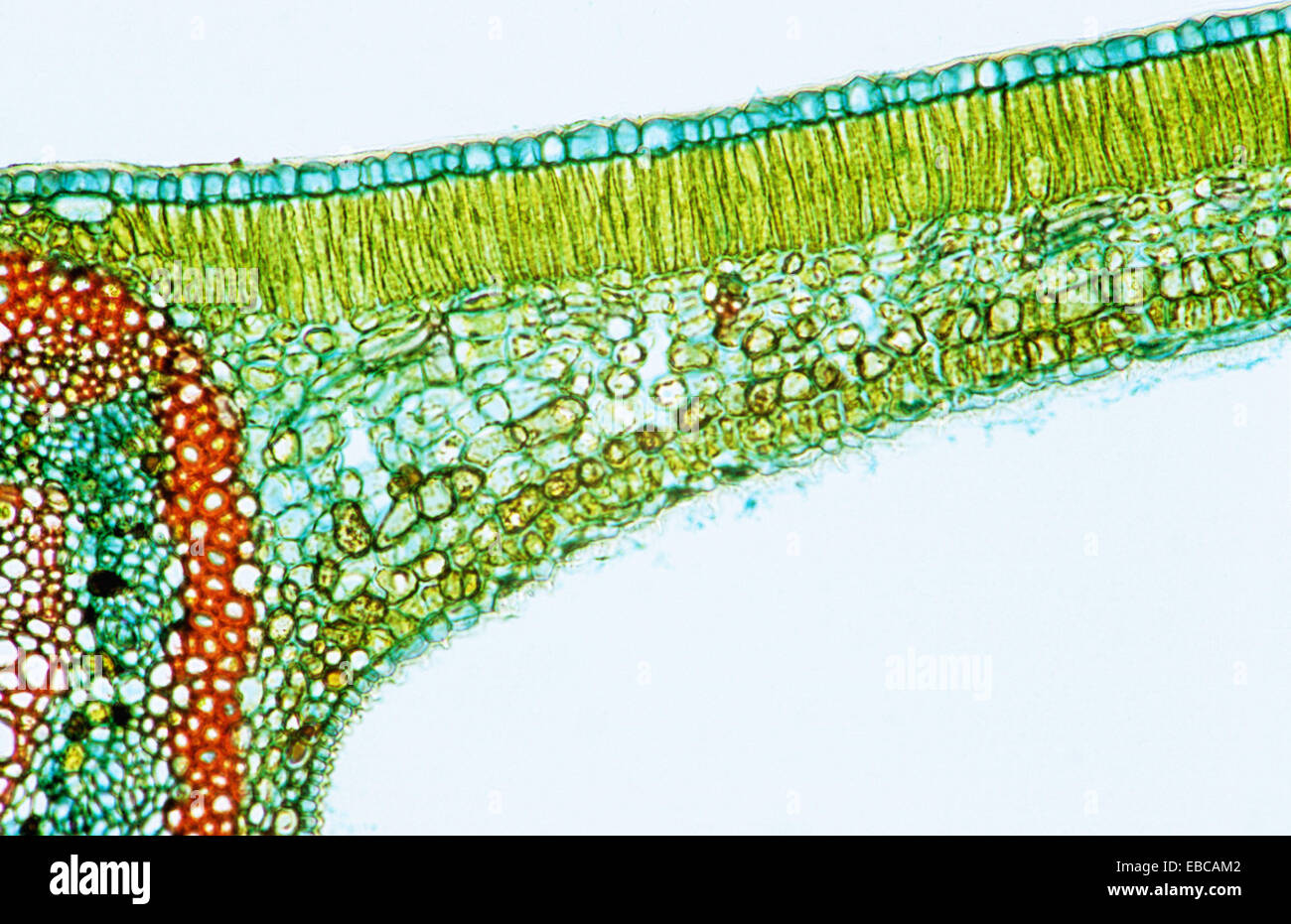Vascular Bundles in Plants Function amp Types Video