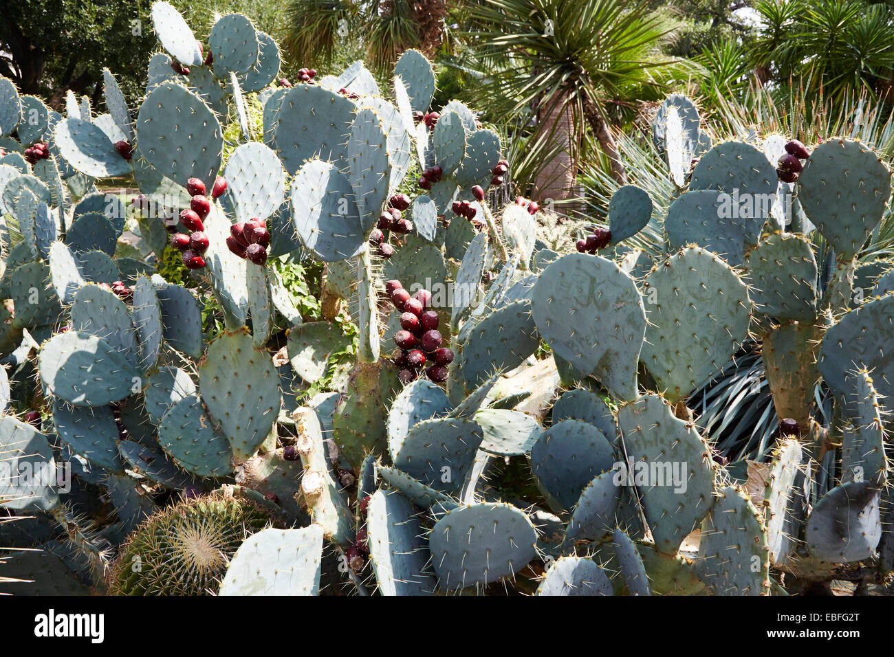 Prickly Pear Cactus in the gardens of the Alamo, San Antonio, Texas Stock Photo: 75944592  Alamy