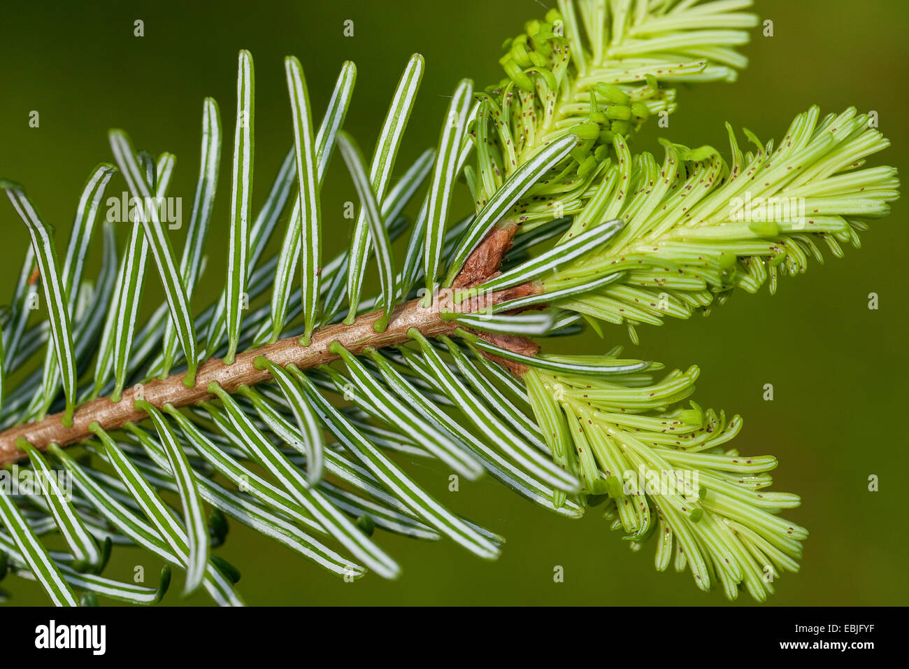 nordmann fir caucasian fir christmas tree abies nordmann fir caucasian fir christmas tree abies