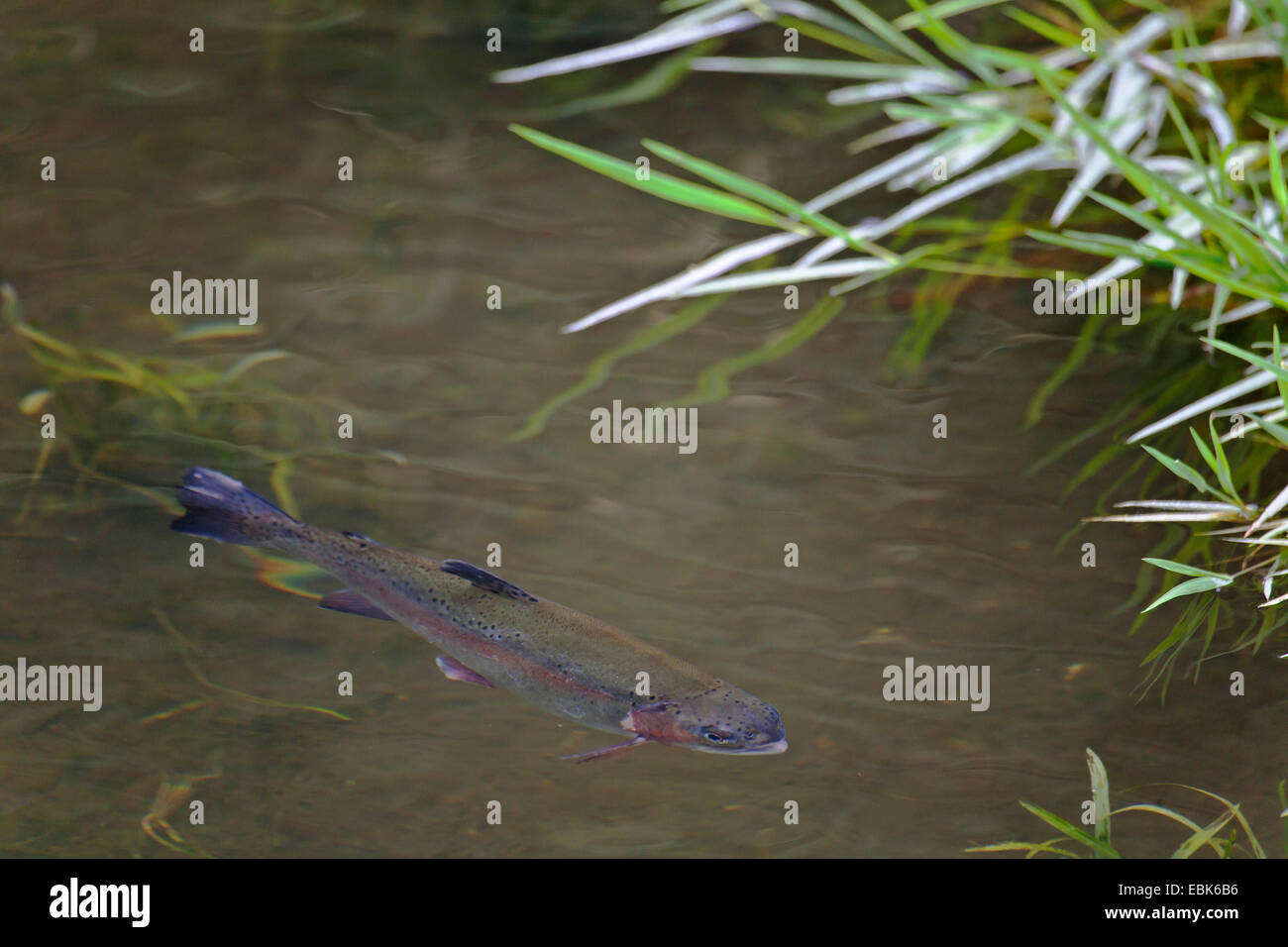 Rainbow Trout Oncorhynchus Mykiss Salmo Gairdneri At Lakeshore