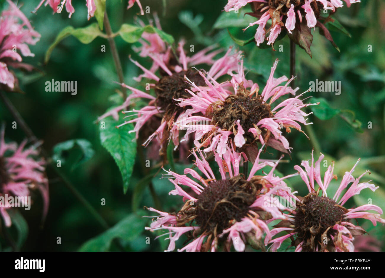 Bee Balm Oswego Tea Monarda Didyma Blooming Plants Stock Photo Alamy