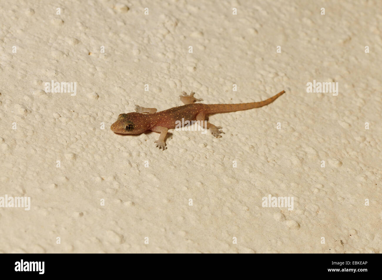 house gecko stock photos & house gecko stock images - alamy house gecko stock photos & house gecko stock images - alamy