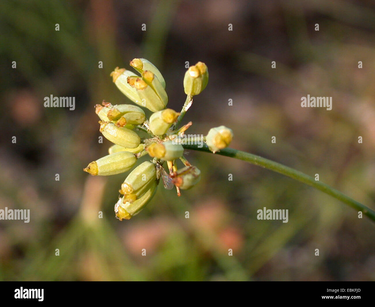 Dill Anethum Graveolens Anethum Graveolens Var Hortorum Part Of An