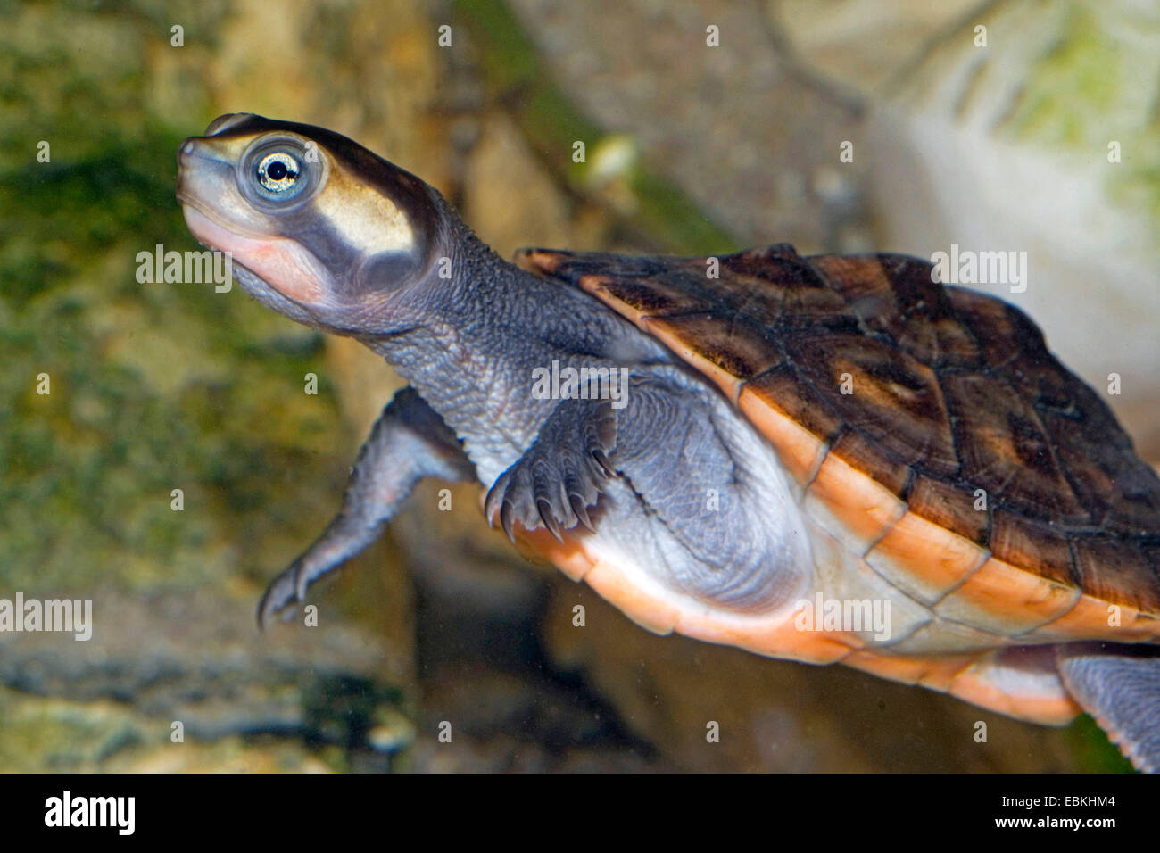 Short neck turtle for sale Shop for turtleneck shirts for sale online at Target. Free shipping on purchases over $35 and save 5% every day with your Target REDcard.