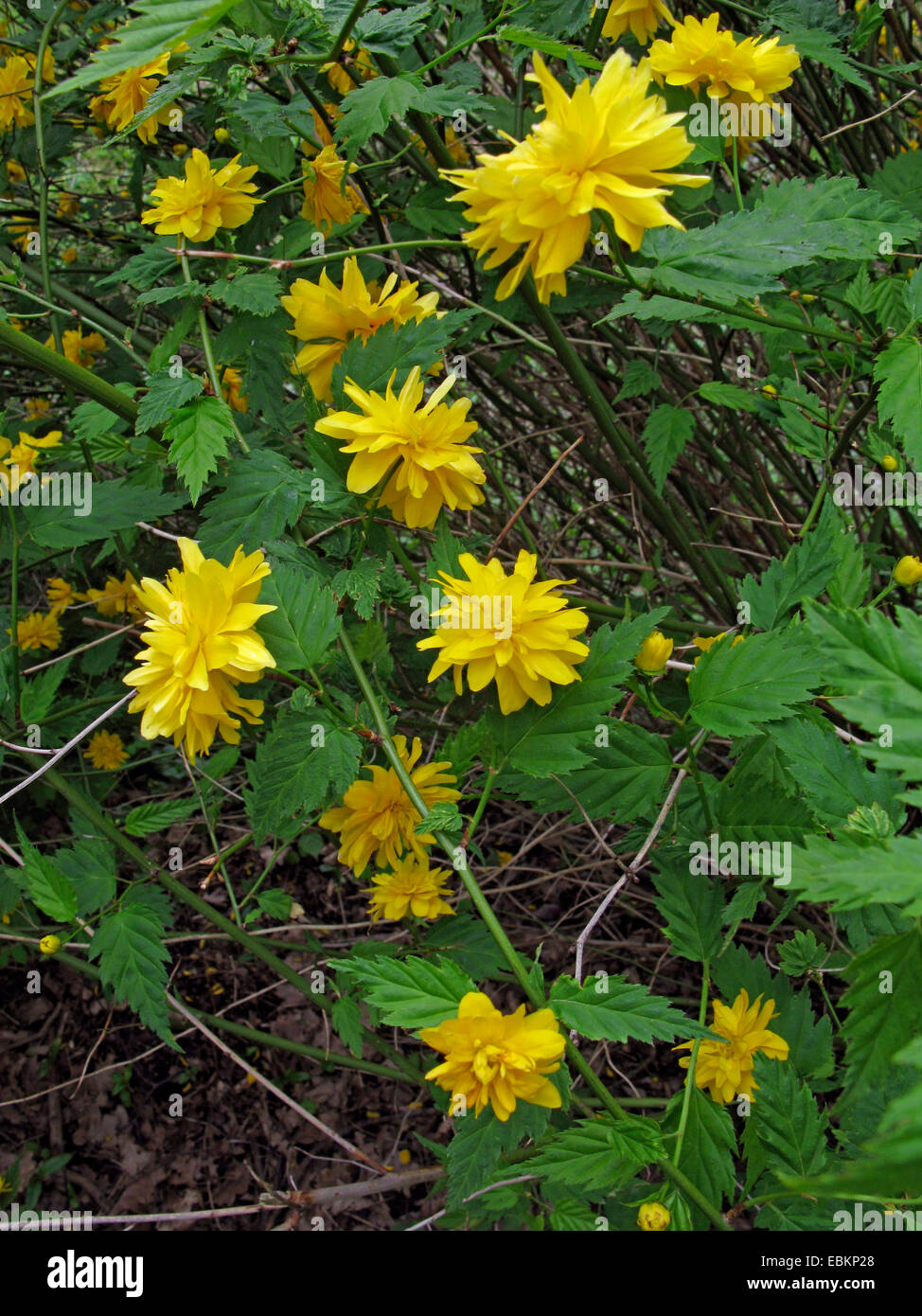 Japanese Rose, Jew's Mallow, Jews Mallow (Kerria japonica 'Plena' Stock Photo 76037088 Alamy