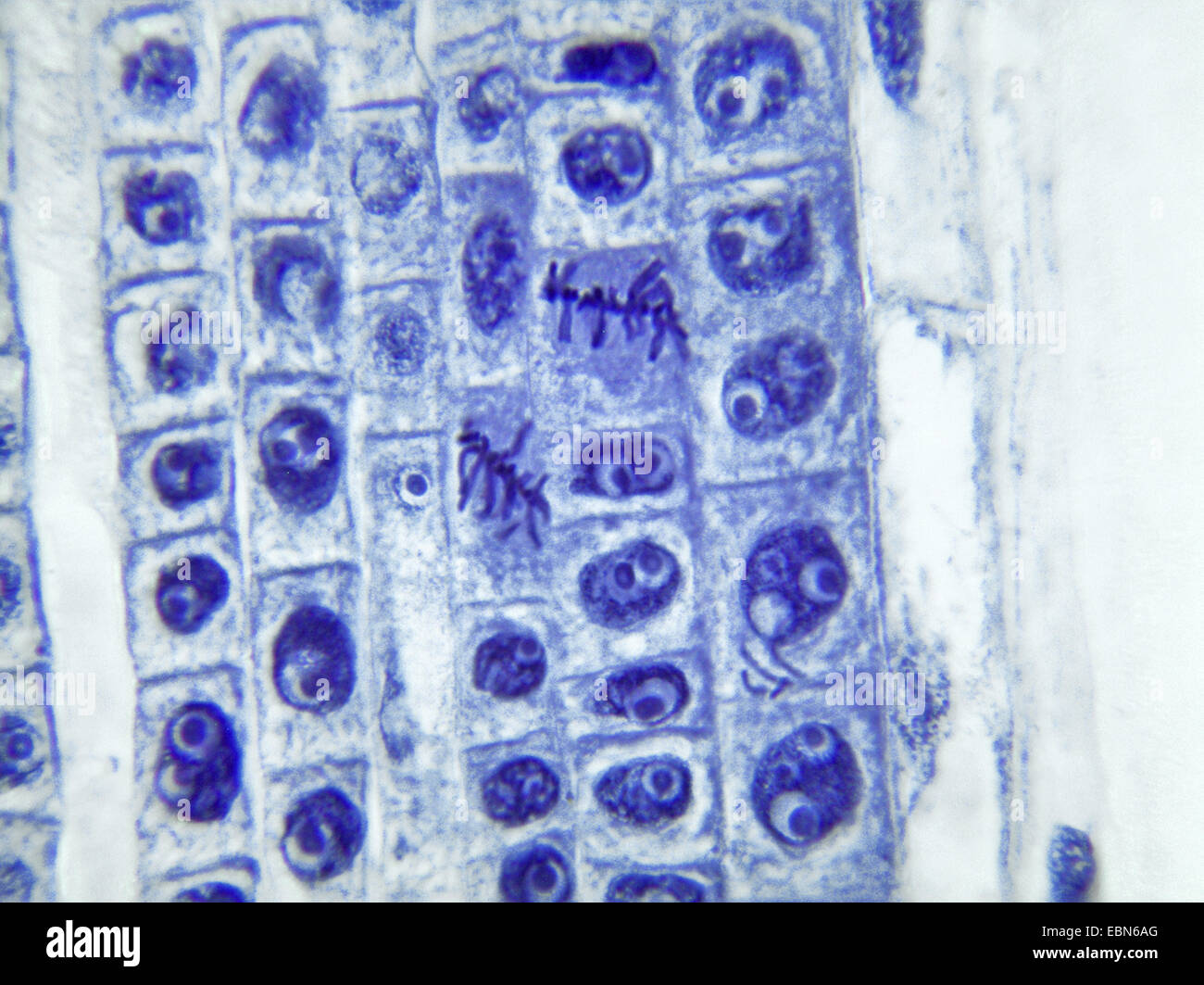 daffodil (Narcissus spec.), mitosis in celles of the root apex of a