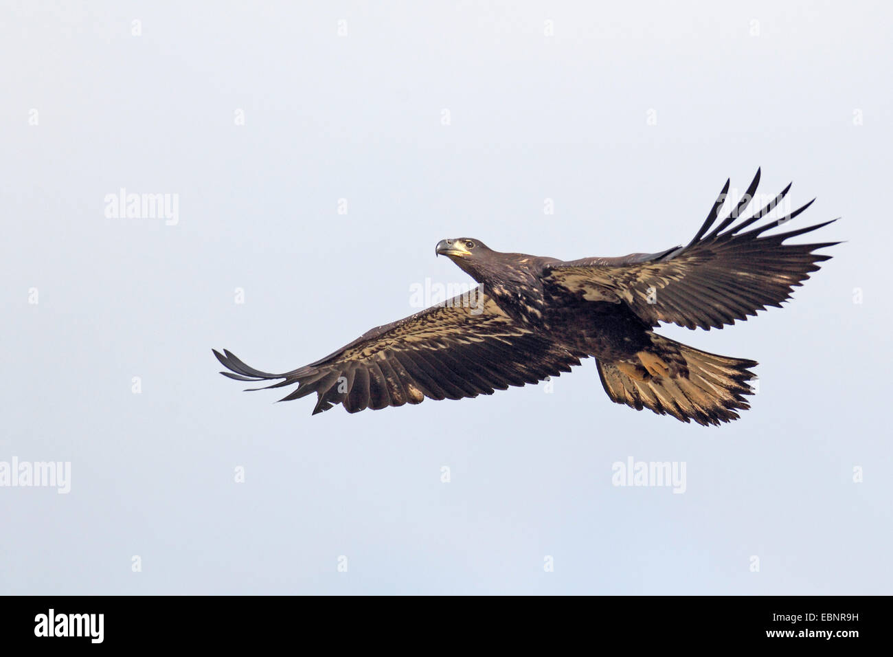 American bald eagle (Haliaeetus leucocephalus), flying immature Stock