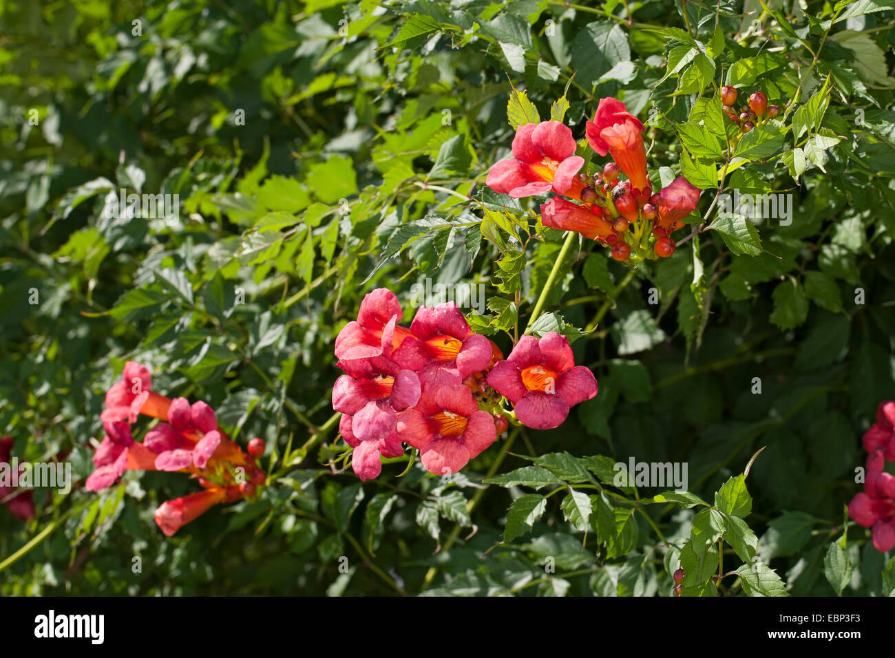 Trumpet creeper, Trumpet vine (Campsis radicans, Bignonia radicans