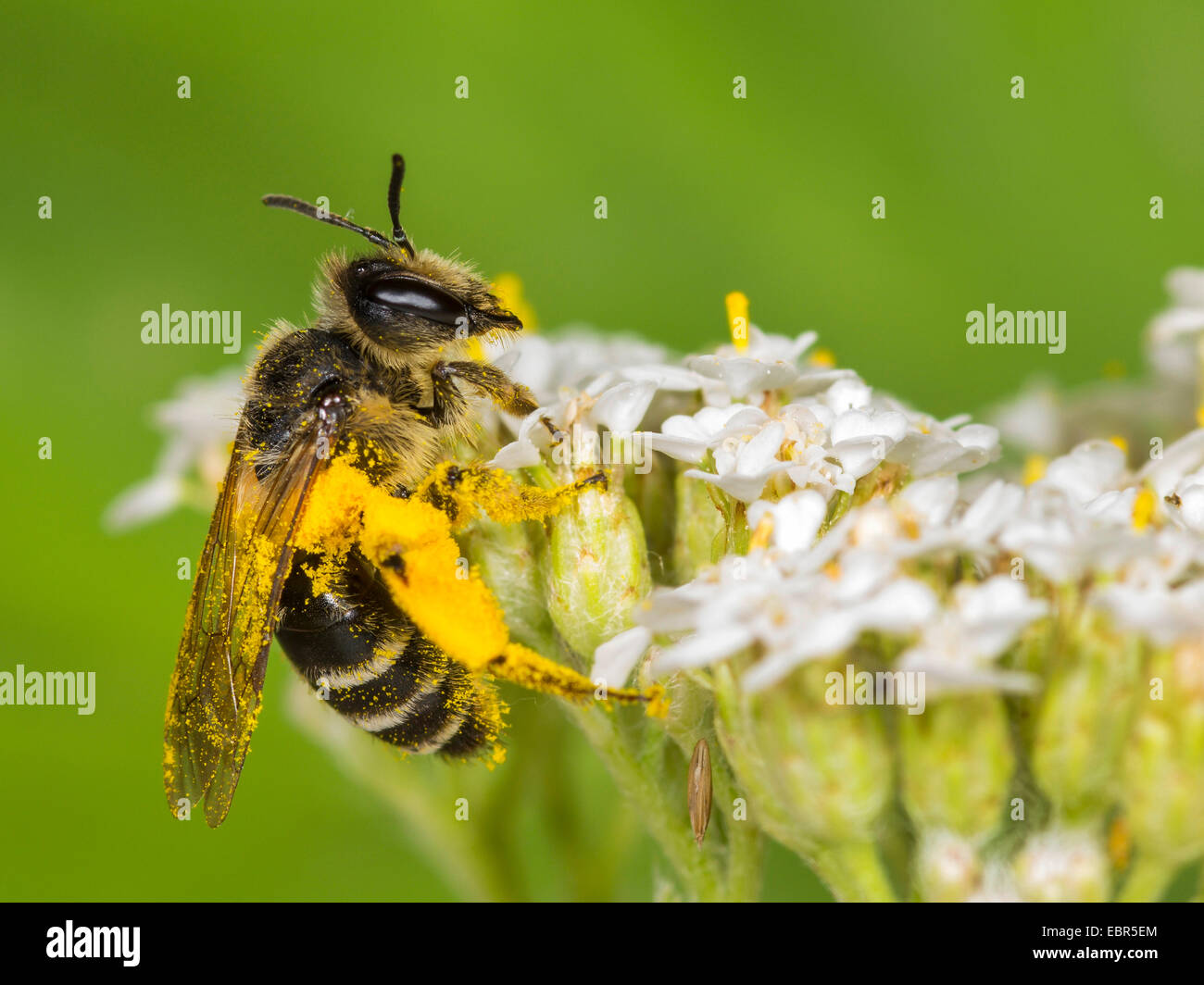 Yellowlegged Miningbee (Andrena flavipes), female foraging on Stock