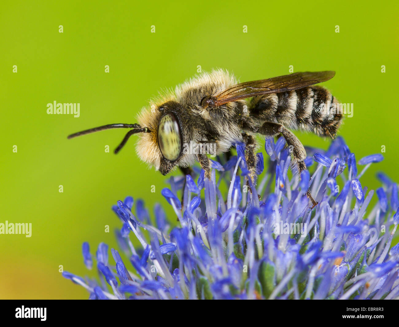 alfalfa leafcutter bee megachile rotundata male on alfalfa leafcutter bee megachile rotundata male on
