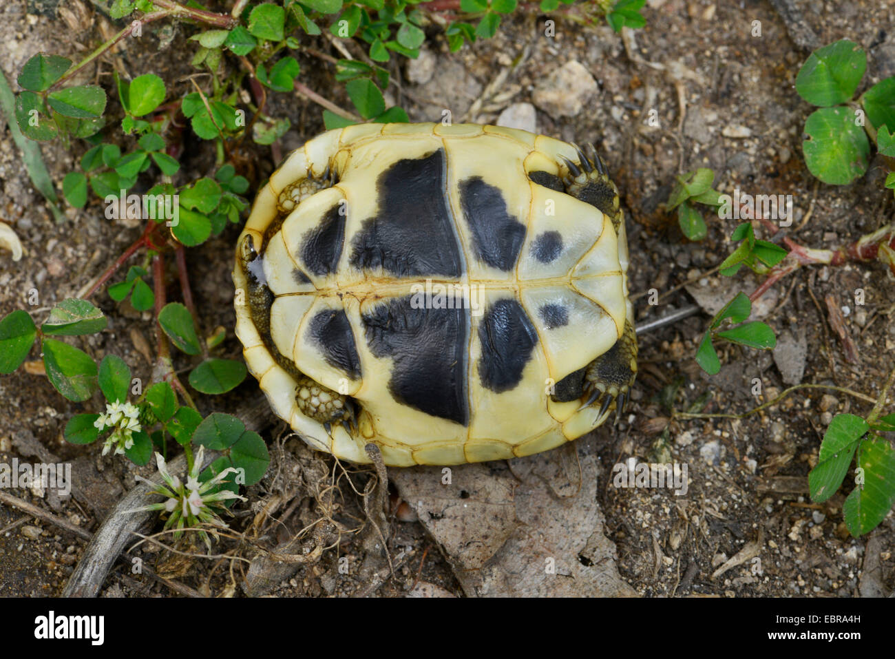 hermanns-tortoise-greek-tortoise-boettgers-tortoise-testudo-hermanni-EBRA4H.jpg