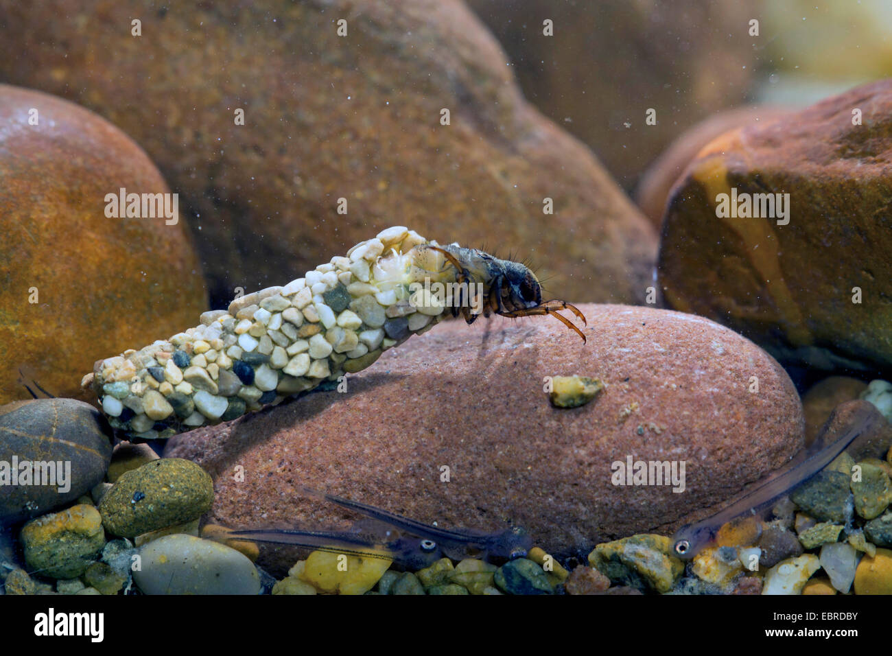 caddis flies (Trichoptera), larva with case on pebble with grayling