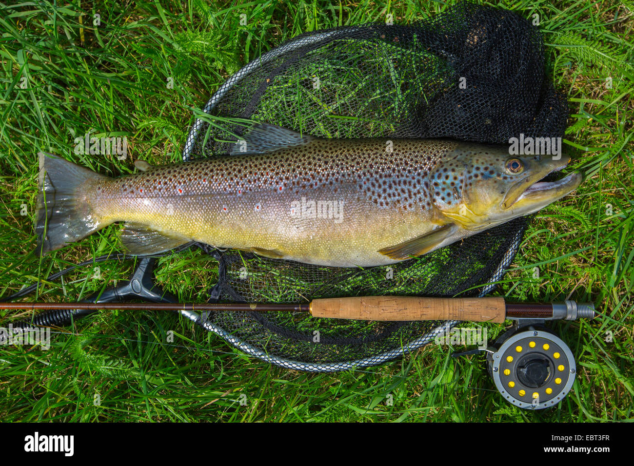 brown trout, river trout, brook trout (Salmo trutta fario), caught by