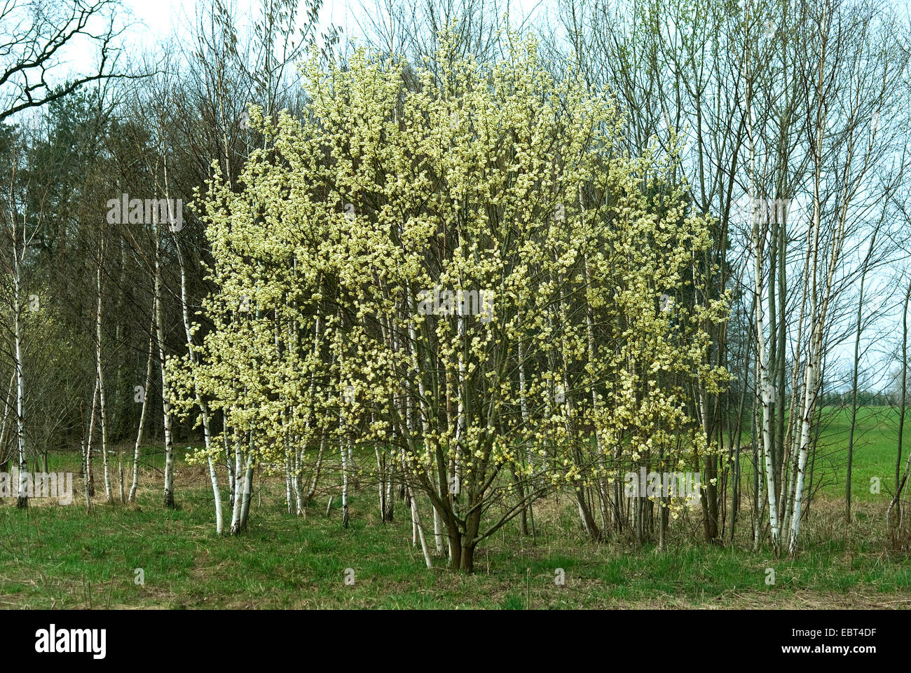 Pussy Willow Photo 21