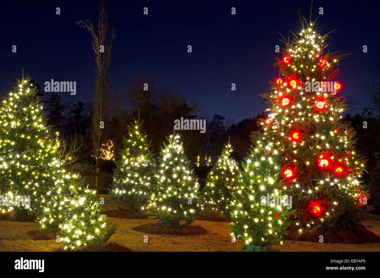 Outdoor Christmas Trees have been decorated with red and white lights Stock Photo, Royalty Free ...
