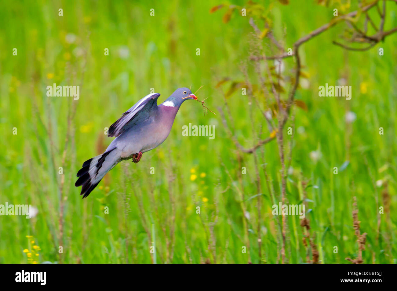 Wood Pigeon Columba Palumbus In Flight With Nesting Material In The