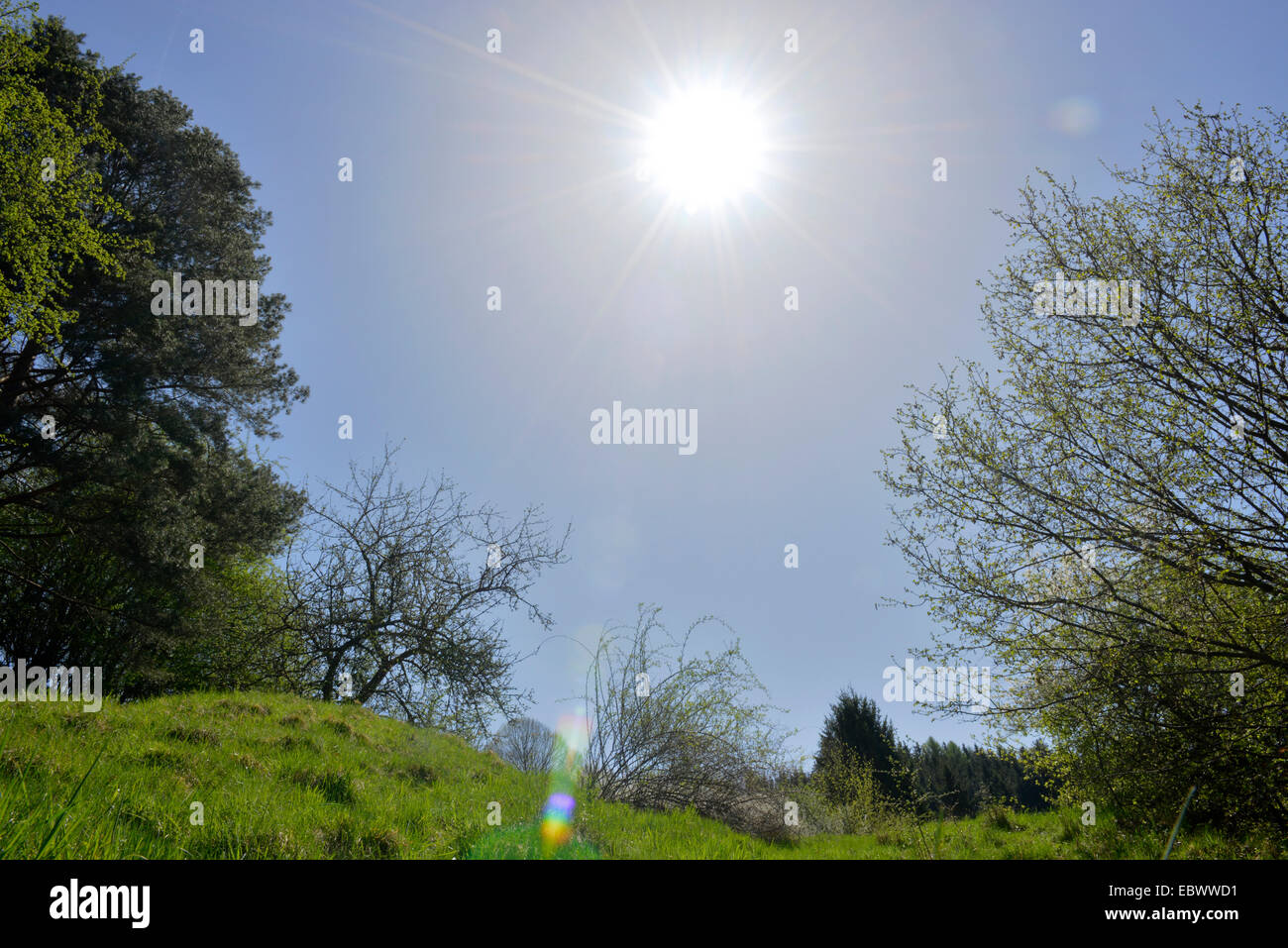 Wild Cherry Sweet Cherry Gean Mazzard Prunus Avium Landscape With