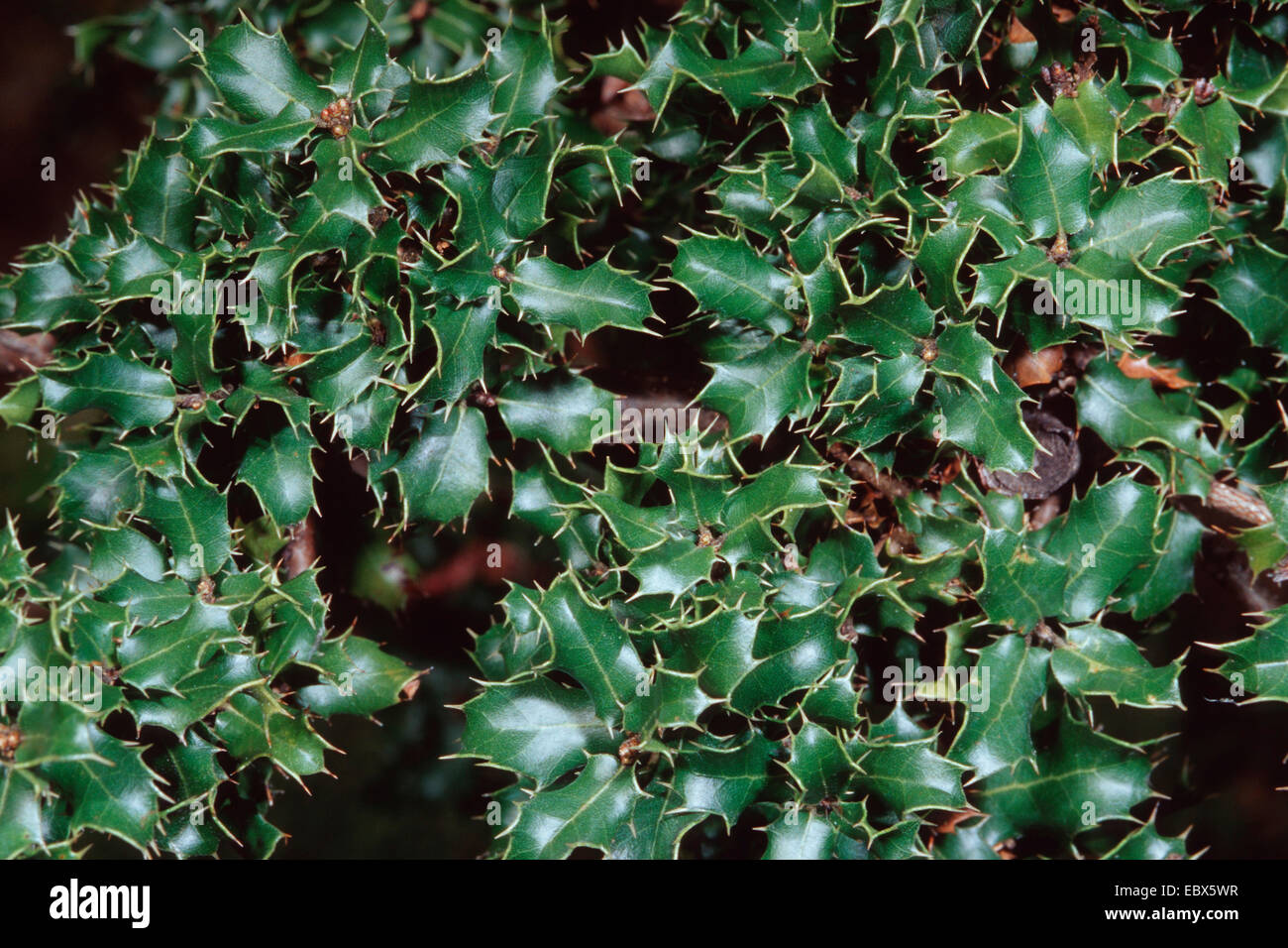 Kermes Oak Quercus Coccifera Branch Stock Photo Alamy