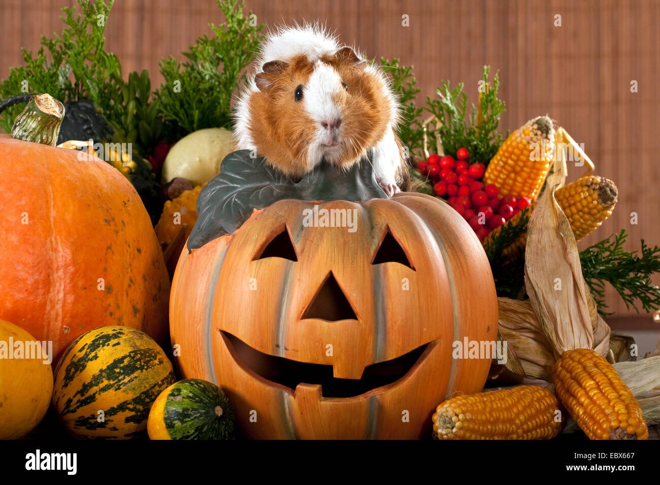 Cavy Guinea Pig Cavia Spec Sitting On A Halloween Pumpkin Stock cavy-guinea-pig-cavia-spec-sitting-on-a-halloween-pumpkin-stock