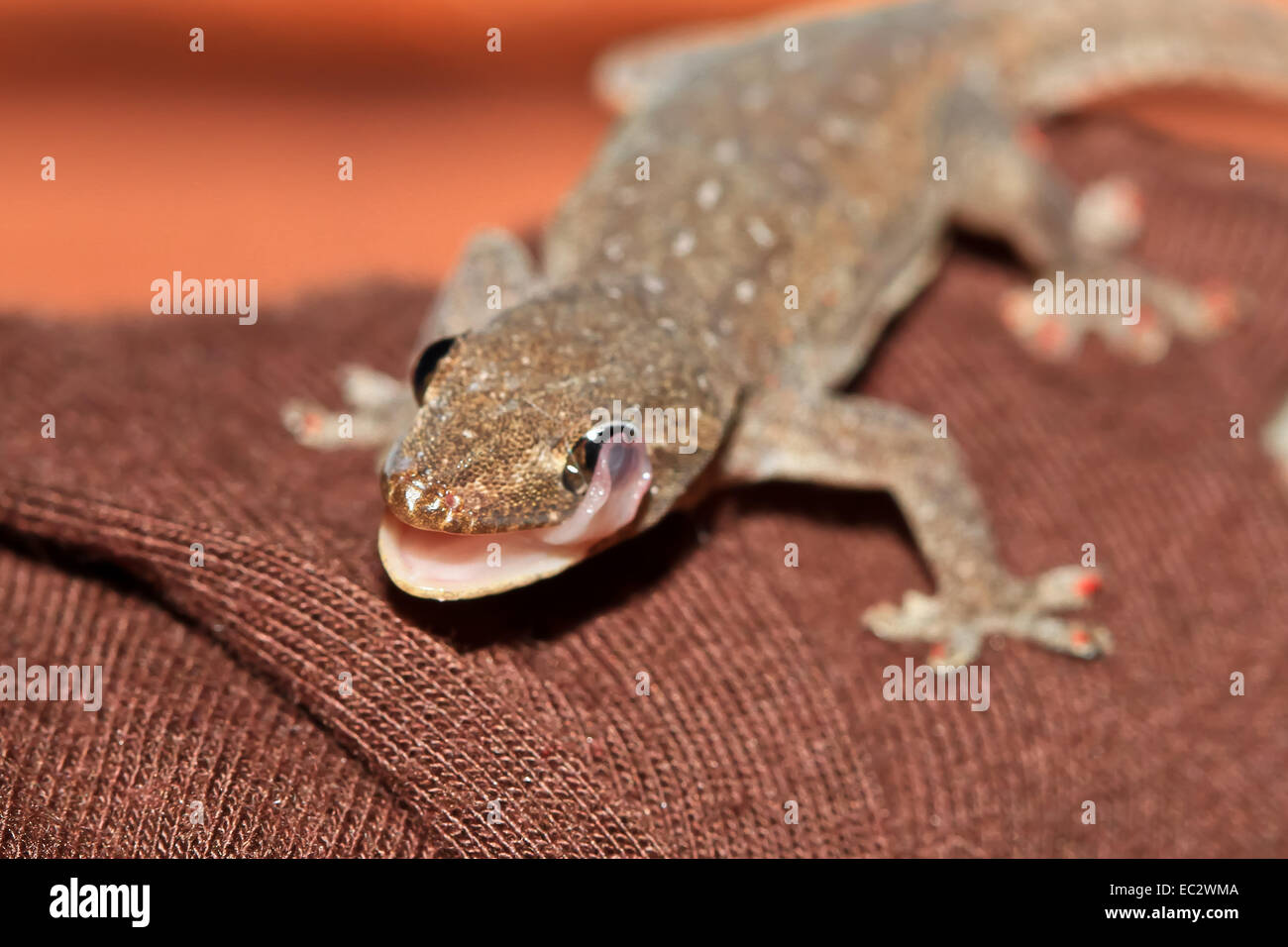 house gecko stock photos & house gecko stock images - alamy house gecko stock photos & house gecko stock images - alamy