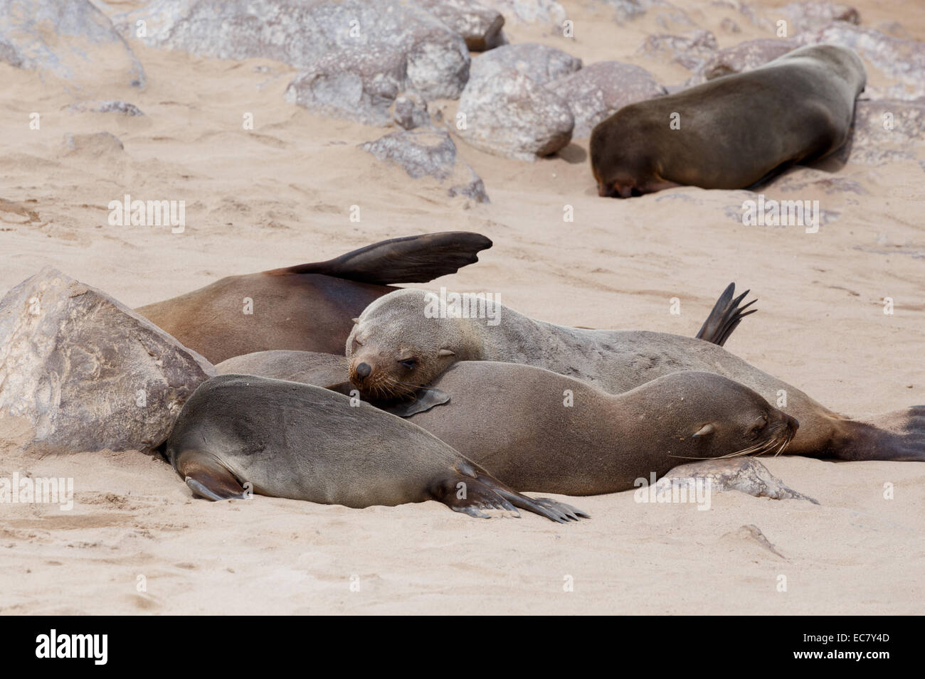 Huge Colony Of Brown Fur Seal Arctocephalus Pusillus In Cape Cross