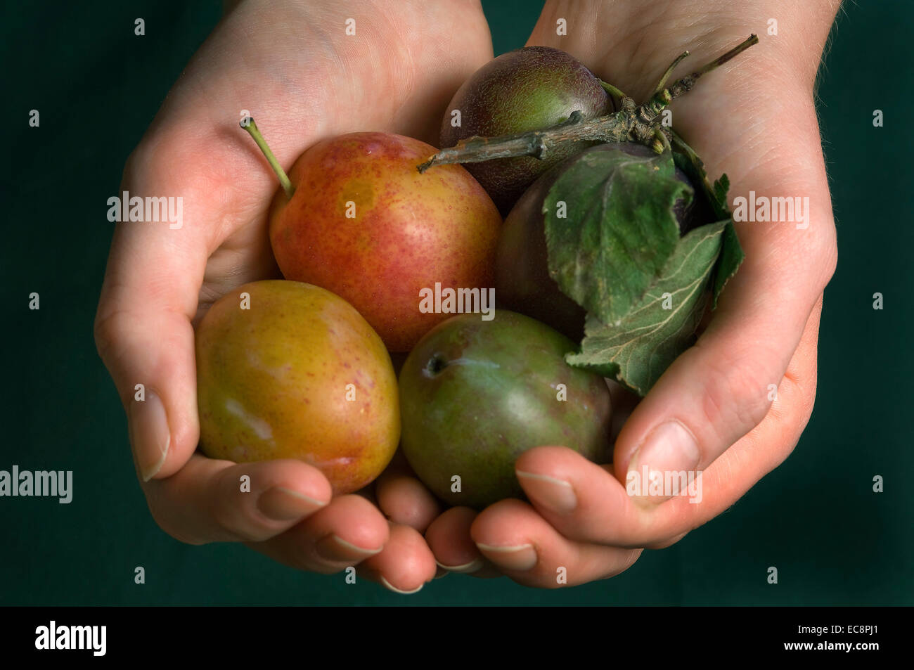 English plums Stock Photo, Royalty Free Image 76410713 Alamy