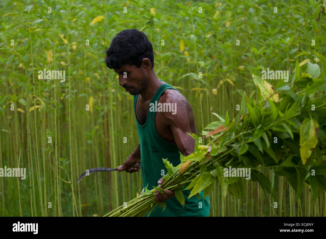 Farmer processing jute from jute plants. Jute in Bangladesh is called
