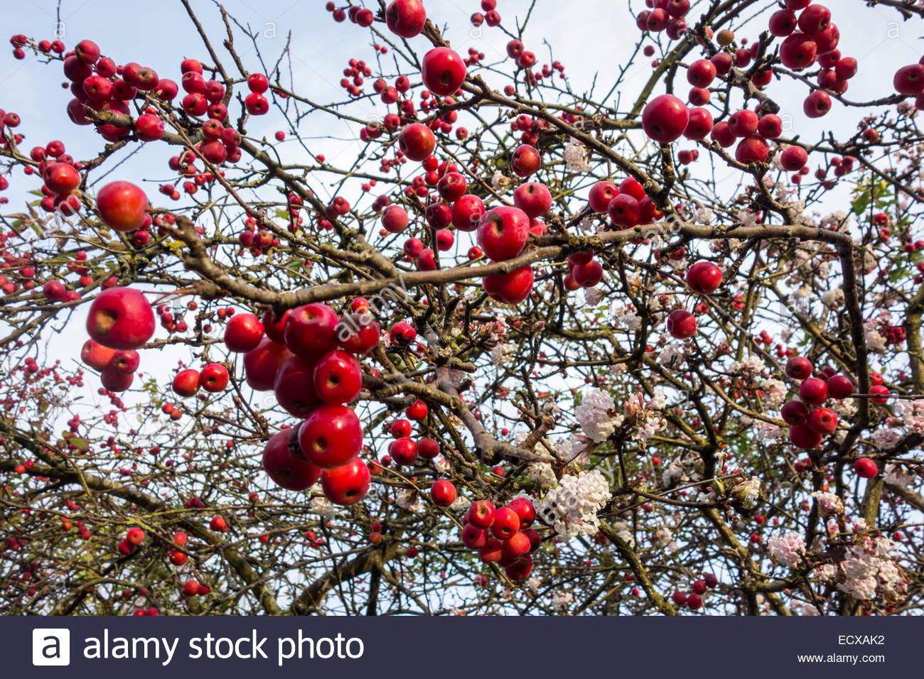Crab apple tree fruit in winter Stock Photo, Royalty Free Image