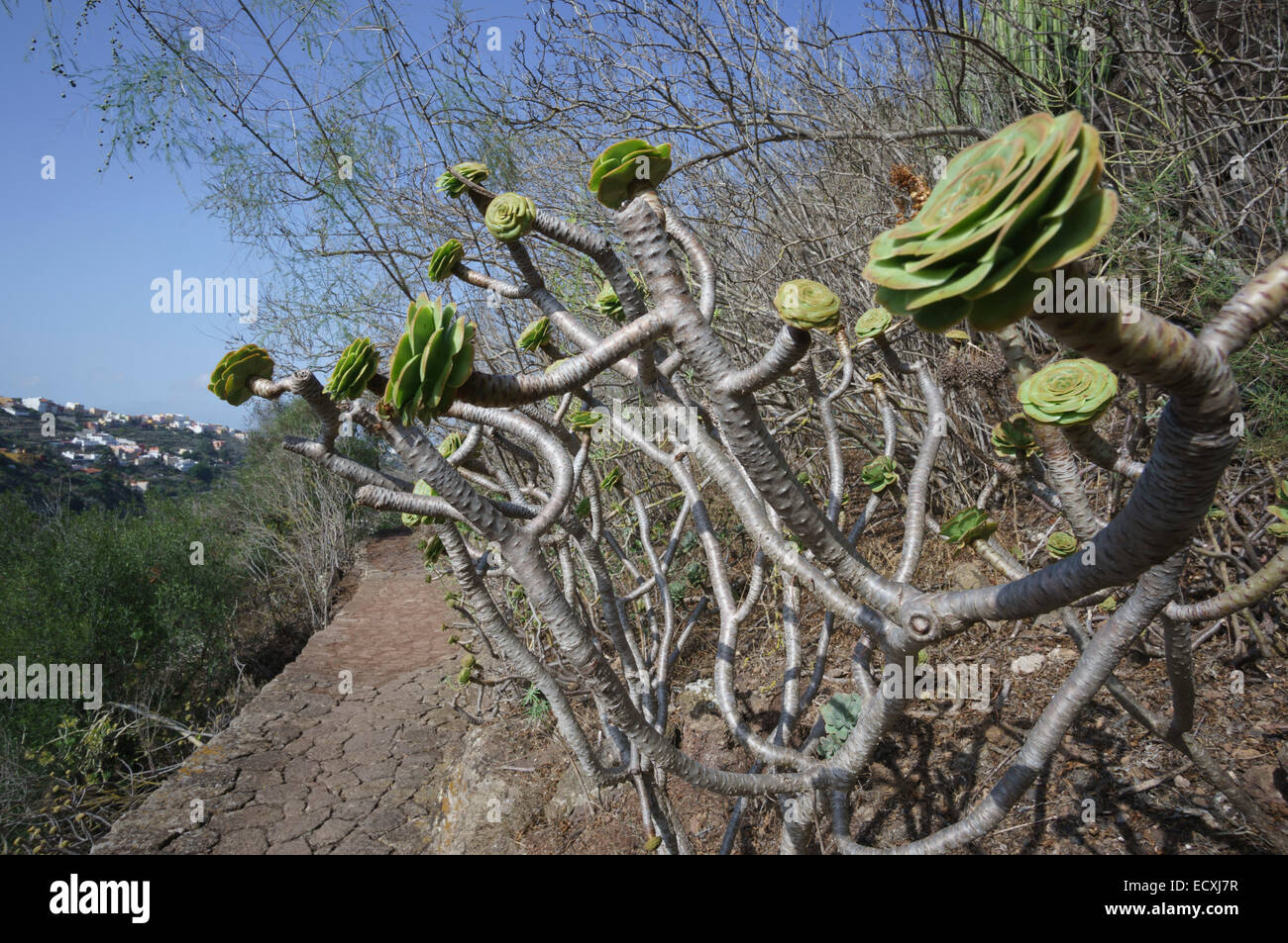 jardin botanico gran canaria gran canaria the jardin botanico de viera y clavijo run jardin botanico gran canaria gran canaria the jardin botanico de viera y clavijo run