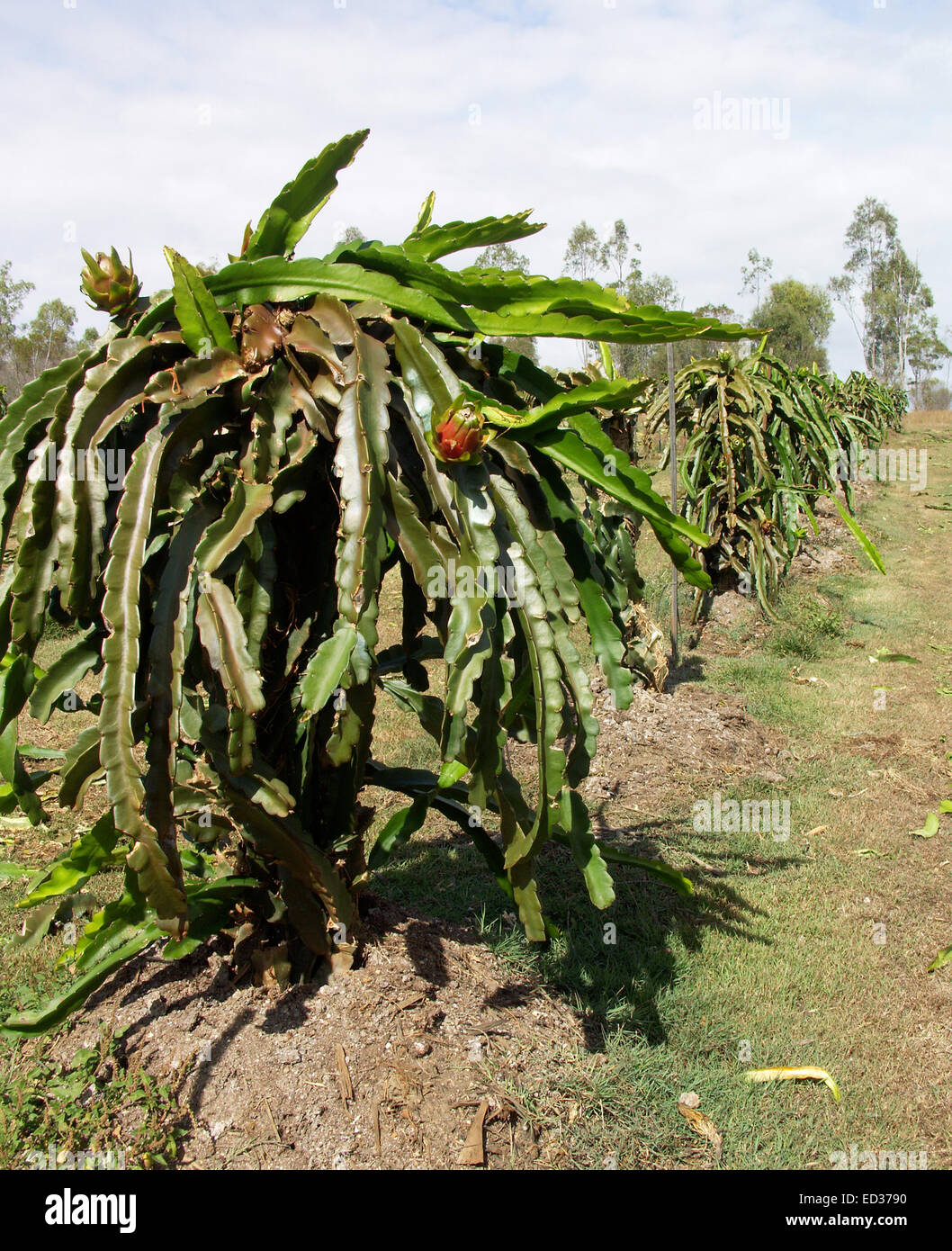 Row of cactus plants, Hylocereus undatus, growing on Australian farm