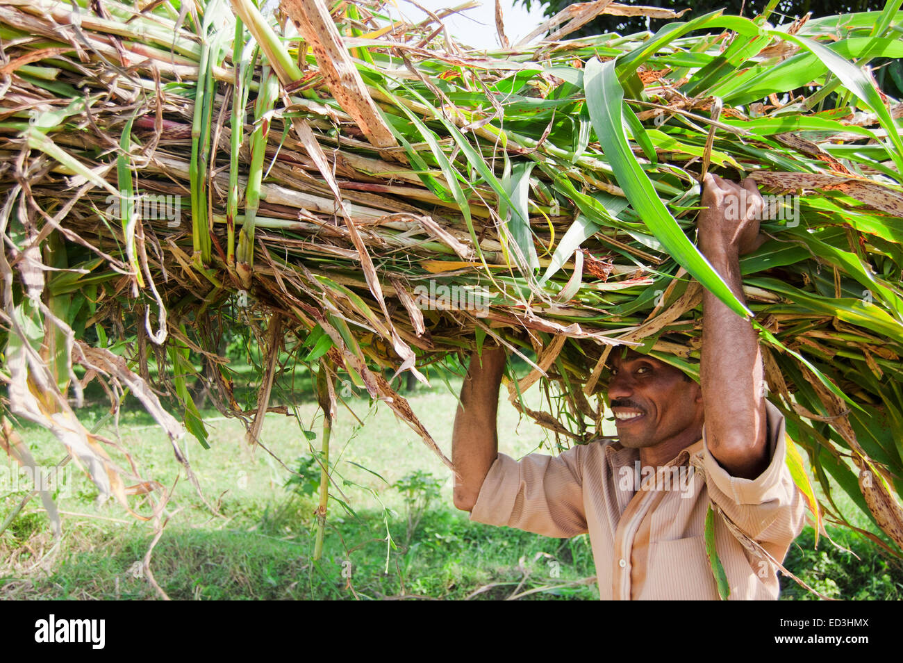 Indian Rural Farmer Man Field Working Stock Photo Alamy