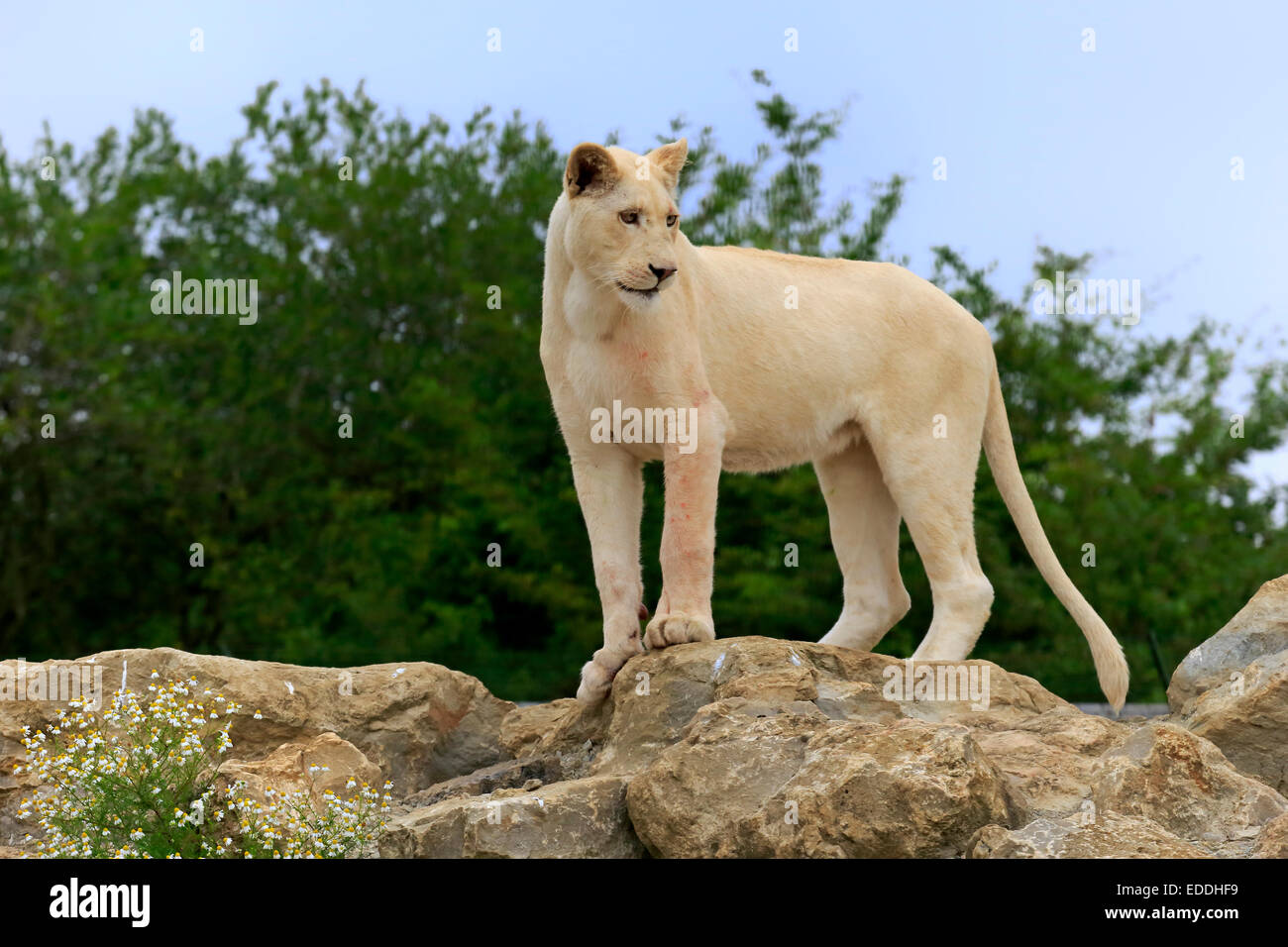 Adult White Lion 117