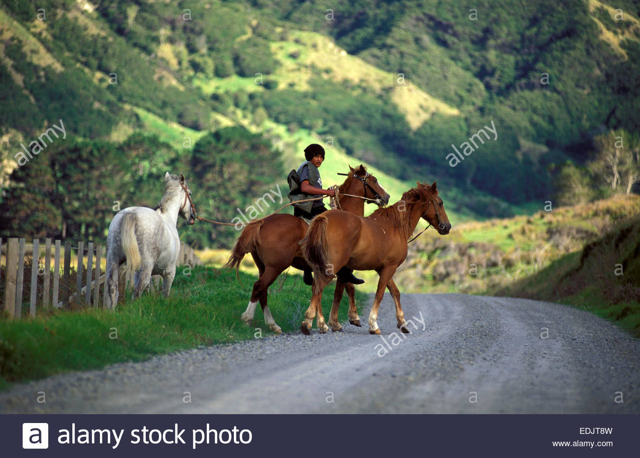 young-maori-on-horse-te-araroa-east-cape