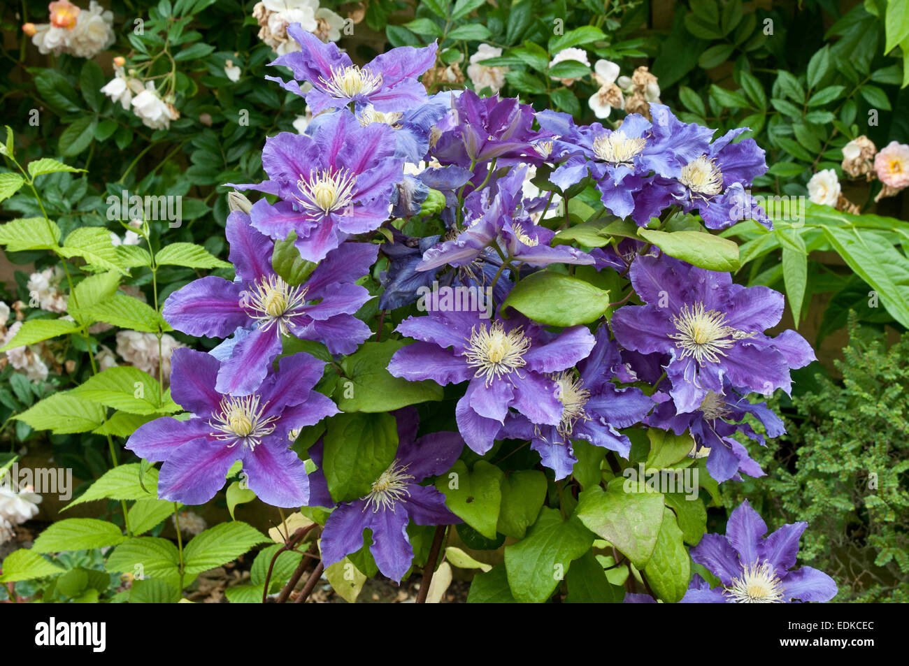 Clematis �Chevalier� growing in a container Stock Photo