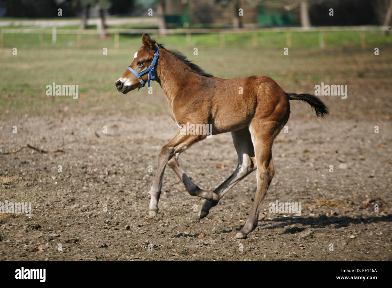 Wonderful young purebred foal galloping alone in pasture. Baby horse