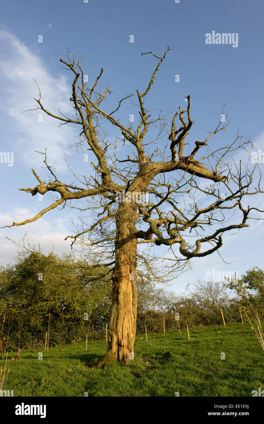 dying tree dying tree
