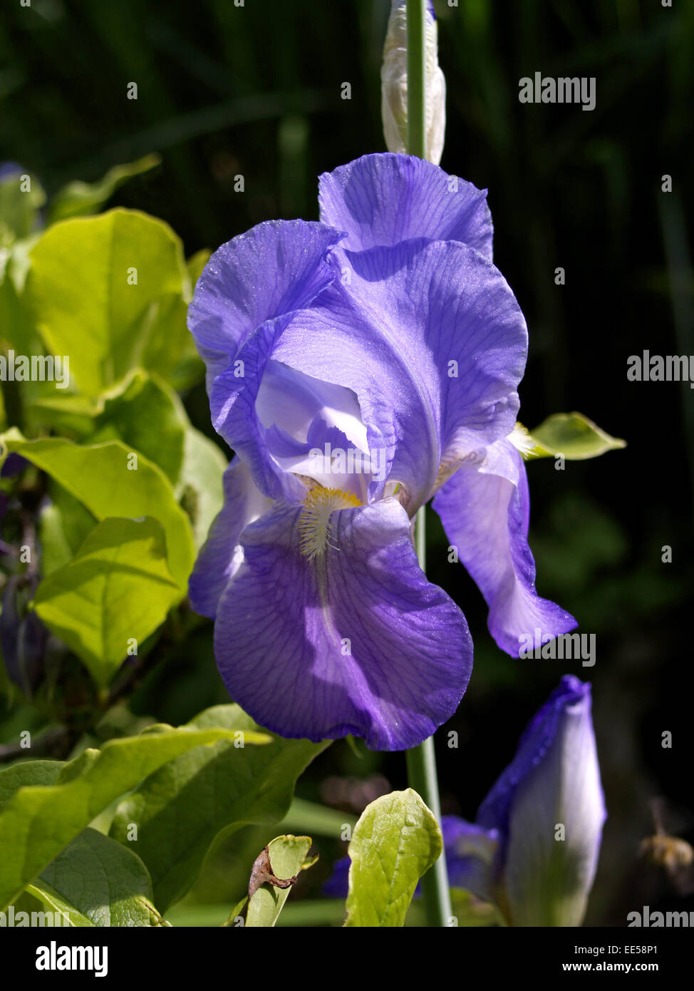 Sibirische Schwertlilie, Iris sibirica, Blumen, Blueten, Garten Stock