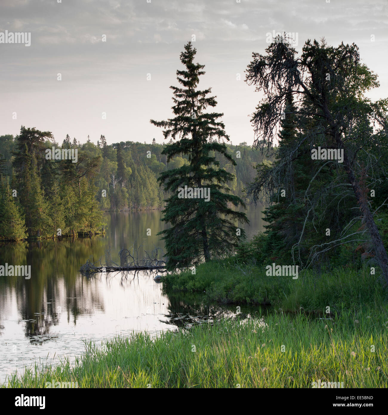 Trees at the lakeside, Kenora, Lake of The Woods, Ontario, Canada Stock