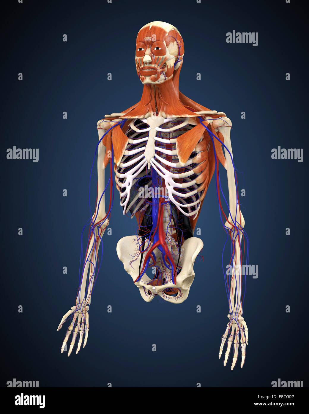 Human Upper Body Showing Bones Muscles And Circulatory System Stock