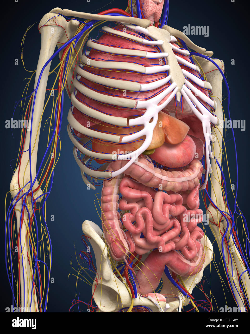 Human midsection with internal organs Stock Photo, Royalty Free Image