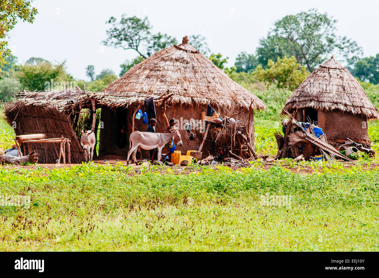 Traditional Adobe And Thatched Roof Fulani Peoples Huts Mali Stock