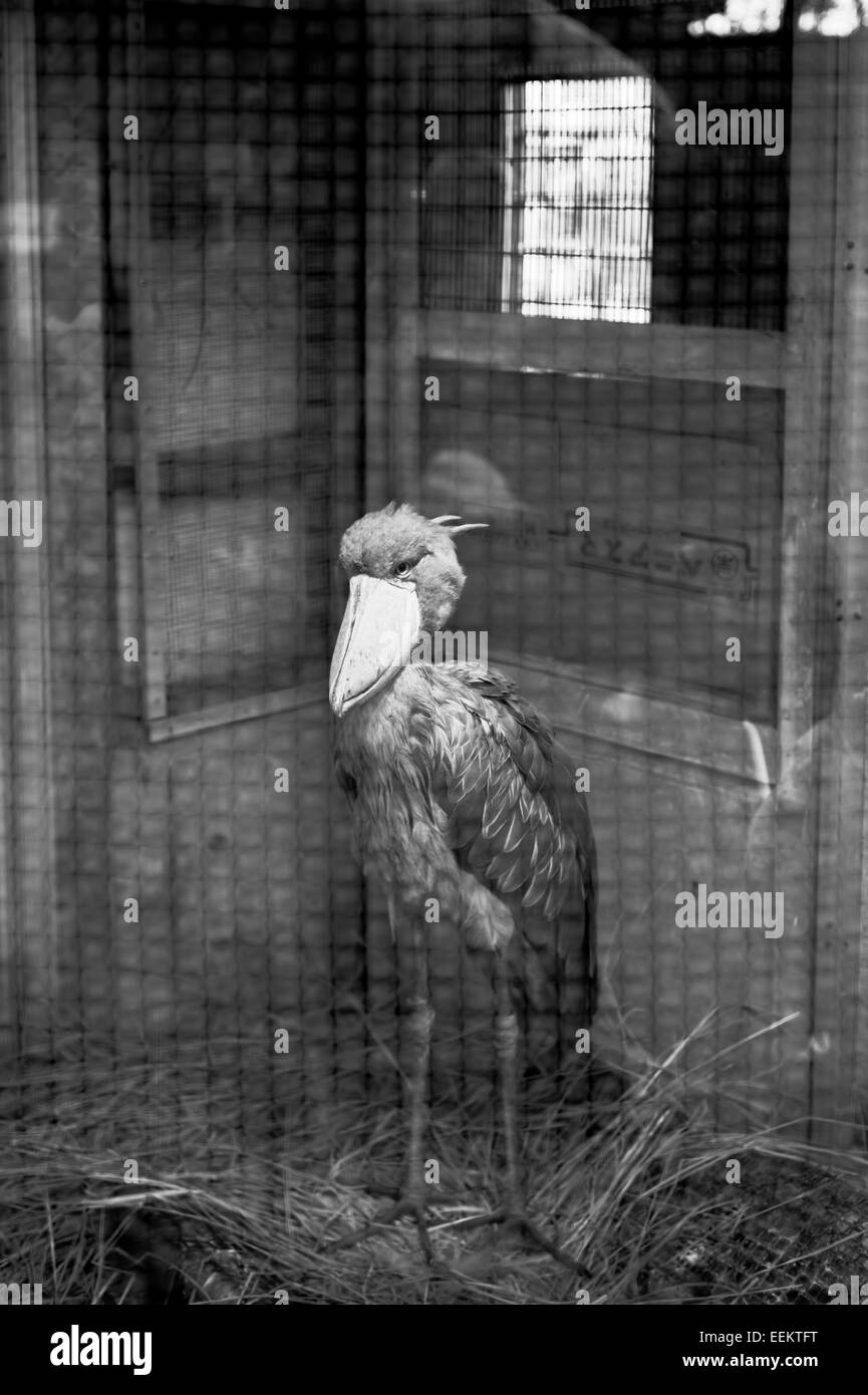 a-shoebill-in-a-cage-in-ueno-zoo-tokyo-j