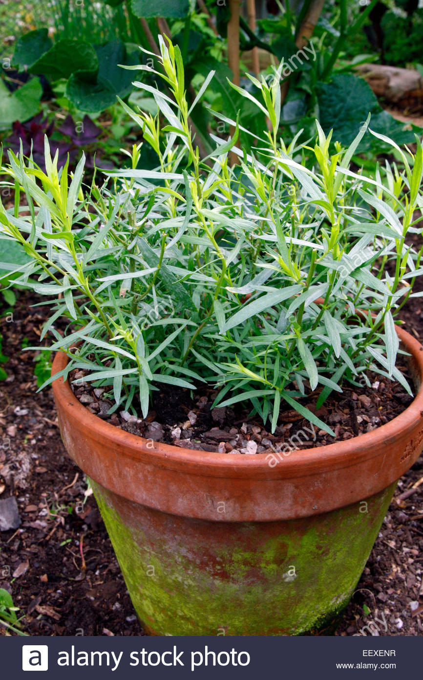 Artemisia dracunculus French Tarragon growing in terracotta pot Stock