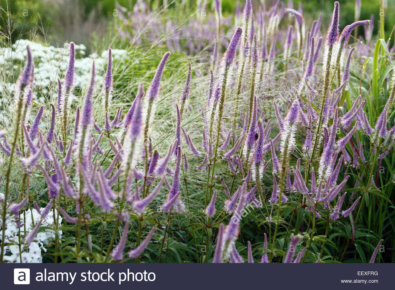 veronicastrum virginicum fascination at kwekerij jacobs veronicastrum virginicum fascination at kwekerij jacobs