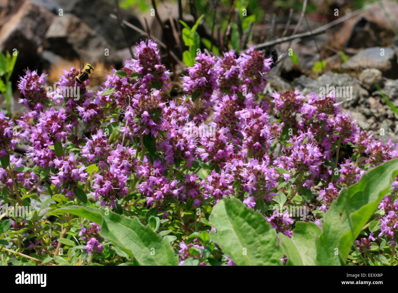 Wild thyme or thyme called (Thymus serpyllum L.). The location of the Stock Photo, Royalty Free